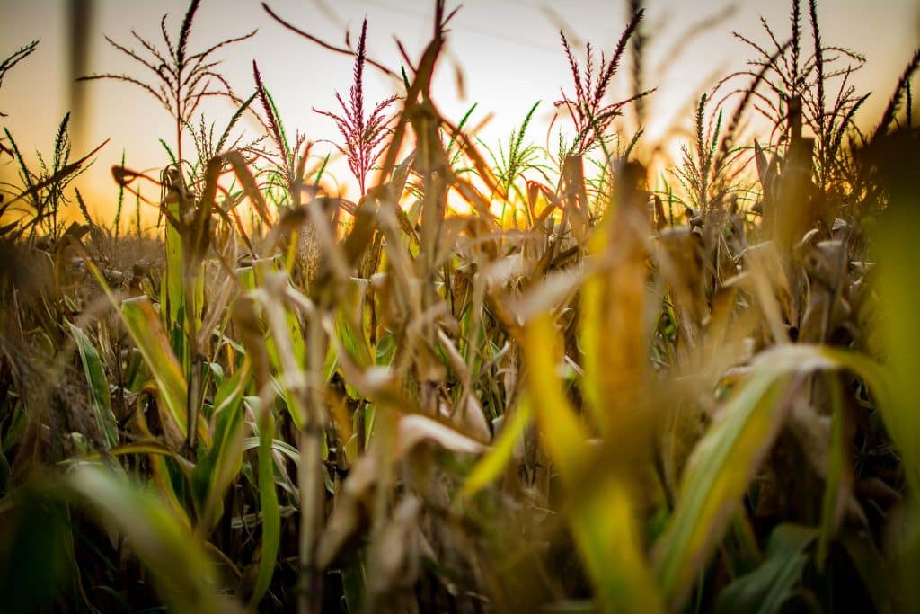 industria agropecuaria